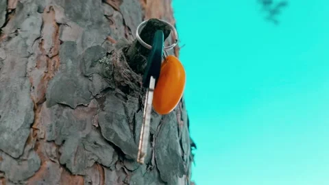 Keys on the tree. Keys to the apartment. Real estate keys. Acquisition. Loss. Vídeo Stock 157690288