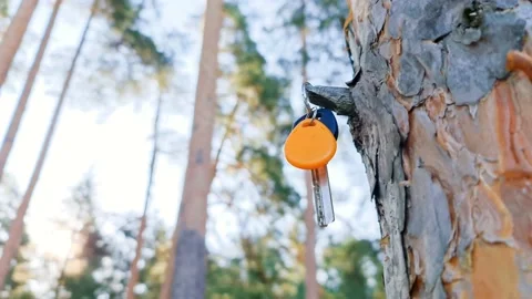 Keys on the tree. Keys to the apartment. Real estate keys. Acquisition. Loss. Vídeo Stock 157690400