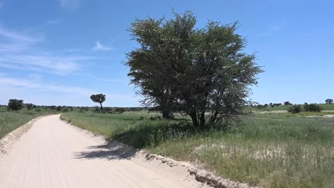 Kgalagadi Drive Stock Footage 132829400