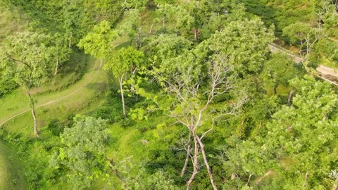 Khadimnagar national park green tea gardens aerial view over forest hillock Stock Footage 346459916