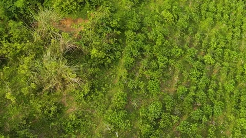 Khadimnagar national park rows of tea bushes aerial view over forest hillock Stock Footage 346651317