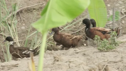 Khaki Campbell Ducks Video stock 136506415