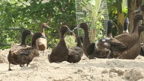 Khaki Campbell Ducks Stock Footage 136506495