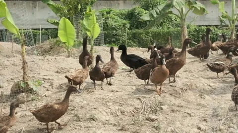 Khaki Campbell Ducks Video stock 136506573