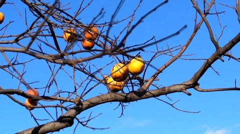 Khaki Stock Footage 954078