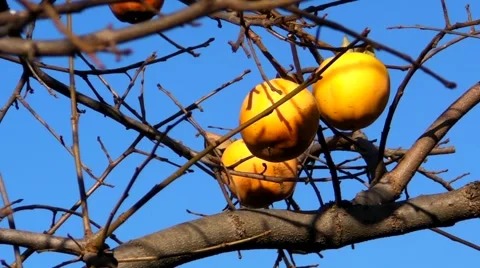 Khaki Stock Footage 954088