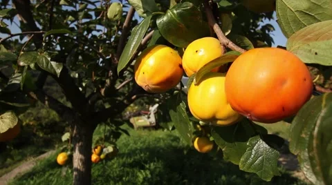 Khaki tree and fruit under the sun Stock Footage 47991855