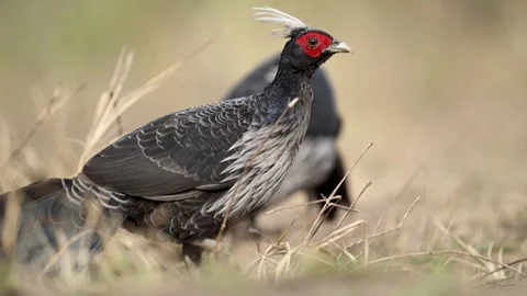 Khaleej Pheasant Stockbeeldmateriaal 330888963