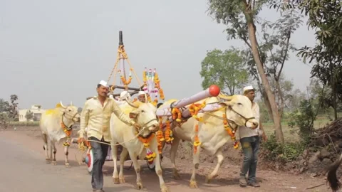 Khandoba Bhandara Stock Footage 208443065
