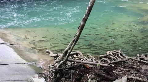 Khao Cha Mao Waterfall Stock Footage 68415741