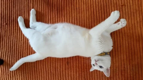 Khao Manee cat roll Stock Footage 95608045