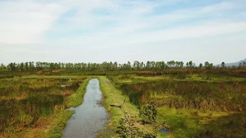 Khao sam roi yot cranes part 4 1 Stock Footage 219051798