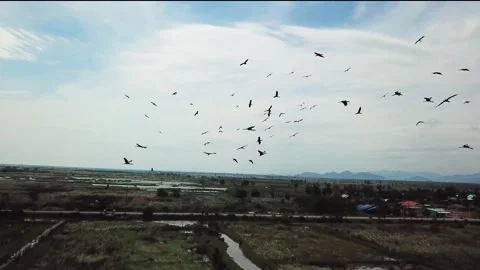 Khao sam roi yot cranes part 3 Stock Footage 219051809
