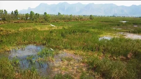 Khao sam roi yot cranes part 2 Stock Footage 219051897