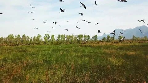 Khao sam roi yot cranes part 6 Stock Footage 219051910