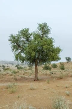 Khejri Desert Tree Stockfoto's