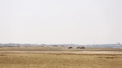 Khuzestan Stock Footage 294914779