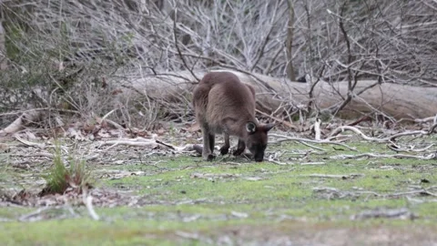 KI Western Gray Kangaroo feed on green field close to bush close up Stock Footage 320446789