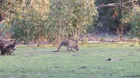 KI Western Grey Kangaroo mob feed and jump on grass plain on a sunny afterno Stock Footage 321182389