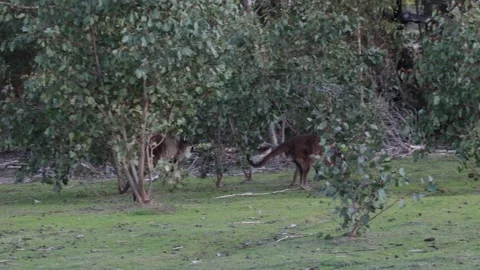 KI Western Grey Kangaroo mob jumping on grass field close to bush close up Stock Footage 321182467