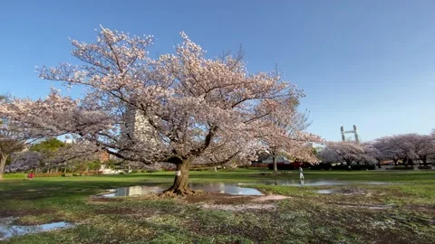 Kiba Park Cherry blossoms Stock Footage 148035339