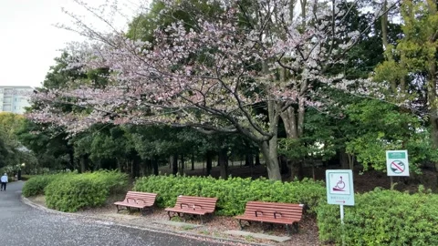 Kiba Park Cherry blossoms Stock Footage 148035355