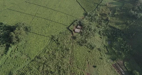 Kibale Forest 001 Video stock 228643444