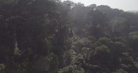 Kibale Forest 002 Video stock 228652087