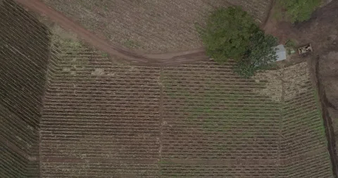 Kibale Forest 003 Video stock 228652090