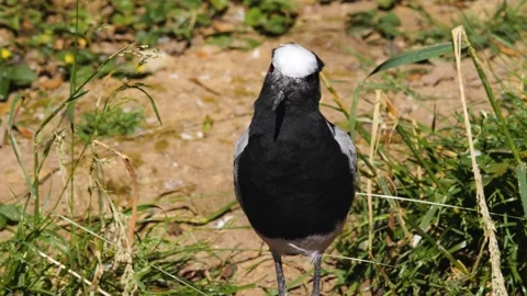 A Kibitz lapwing bird  Stock Footage 244338564