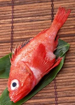 Kichji Rockfish Stock Photos
