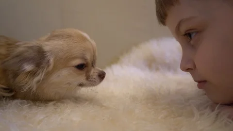 Kid and dog Stock-Footage 100498253