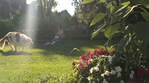 Kid and dog playing in yard, video Stock Footage 78201609