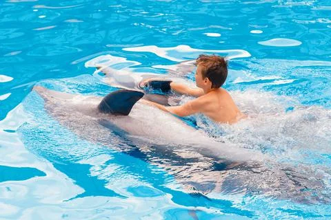 Kid and dolphin communication. Stock Photos