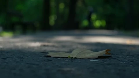 Kid Biking by First Withered Autumn Maple Leaf Lying on Park Alley Moved by Gust Stock Footage 160150298