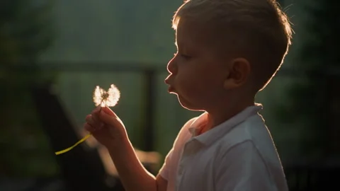 Kid blows dandelion in sunset park Vídeo Stock 253505146