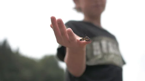 Kid butterfly on hand Stock Footage 123653637