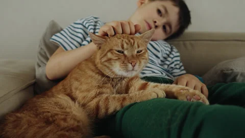 Kid caressing red haired cat on sofa. Emotional support animal. Relationship cat Video stock 272653974
