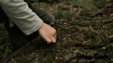 KID CLIMBING ON THE LOG Stock Footage 68755826