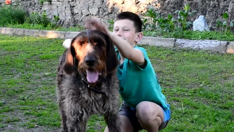 Kid with dog Stock Footage 155367296