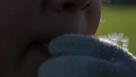Kid is eating white dandelion Stock Footage 130478430