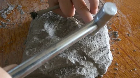 Kid excavating dinosaur skeleton from a rock Stock Footage 79777507