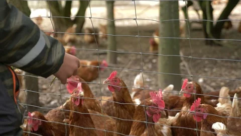 Kid feeding chickens Video stock 130790279
