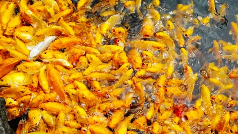 Kid feeding crowded golden Koi carps Stock Footage 106927377