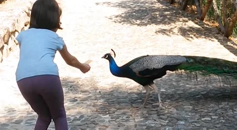 Kid feeding peacock Stock Footage 159643566