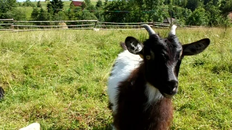 Kid Stock Footage 733073