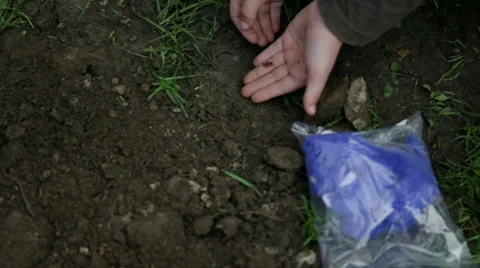 Kid frees the red bug on the ground Stock Footage 31605969