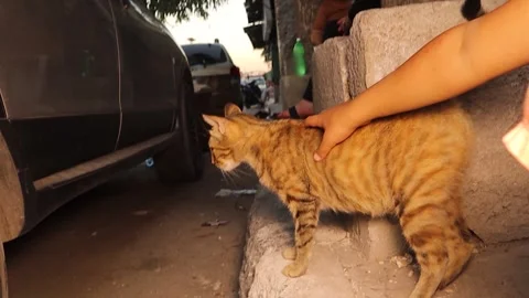 Kid gently pets stray cat on the street, symbol of kindness and compassion Stock Footage 316889484