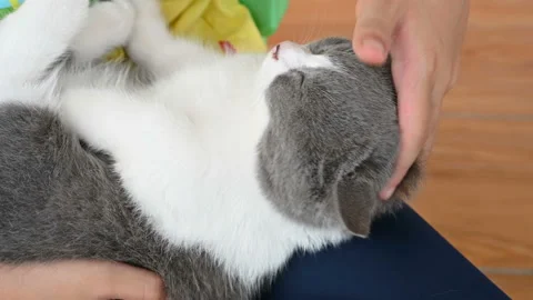 Kid gently stroking a lovely british shorthair cats head Stock Footage 161002887