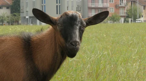 Kid goat looking into the camera close up by Pakito. Stock-Footage 68294043